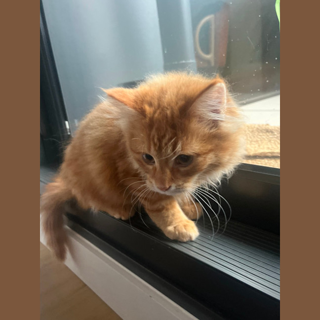 Photo of Sam   Located In Kensington