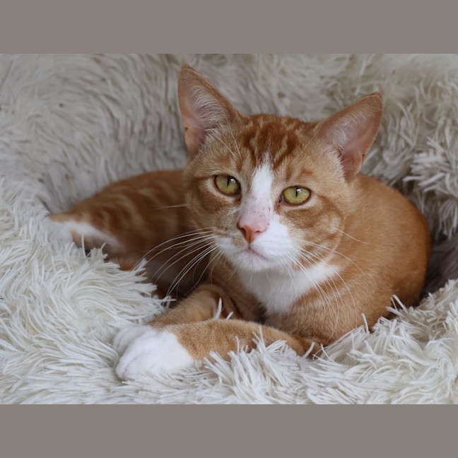 Photo of Pumpkin   Now Available Pet Quarters Glendale