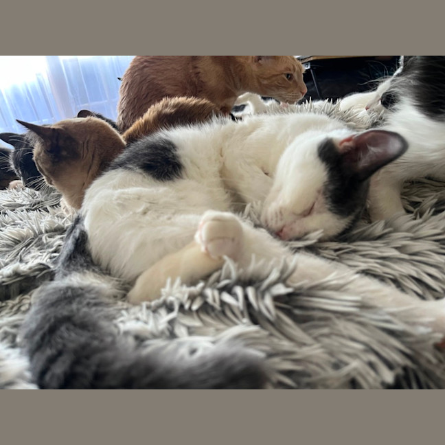 Photo of Larry *9 Lives Project Rescue*