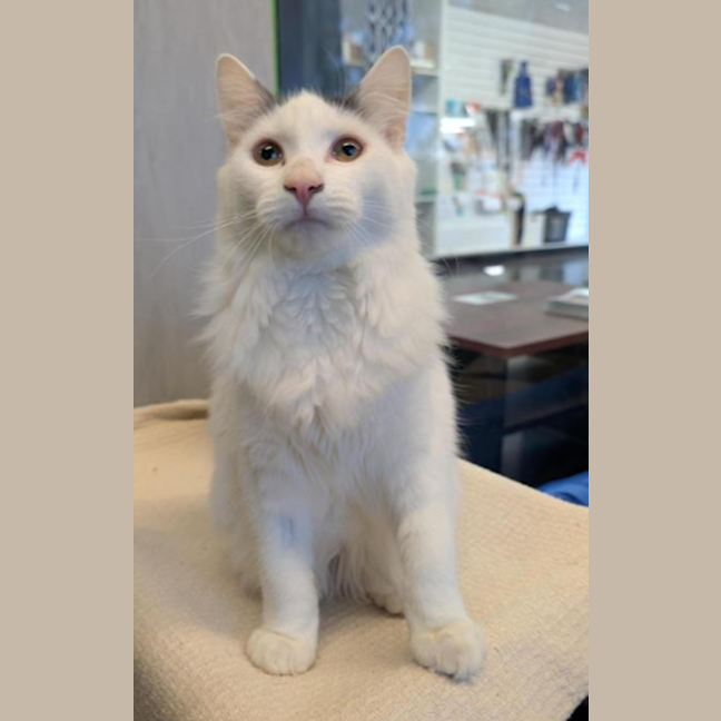 Photo of Nimbus (Snuggles) 