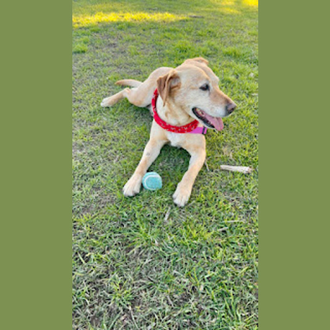 Photo of Primrose   8 Year Old Labrador X