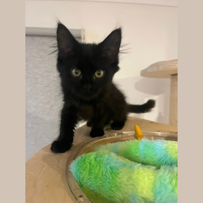 Photo of Turbo 