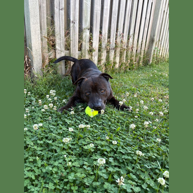 Photo of Nugget *$350 Adoption Fee*