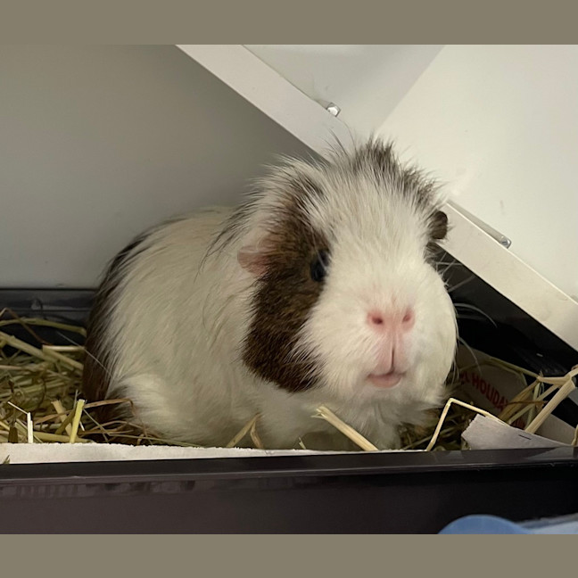 Photo of Oreo