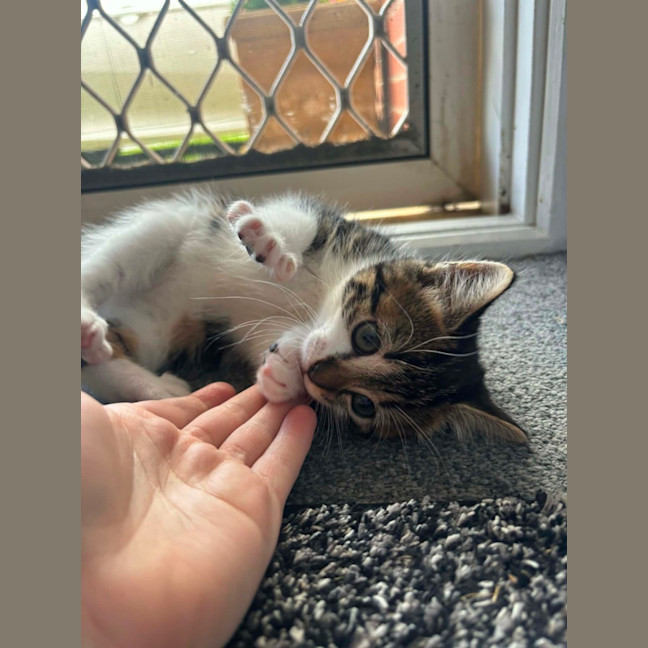 Photo of Missy Meet Me@Petstock Carrum Downs Store