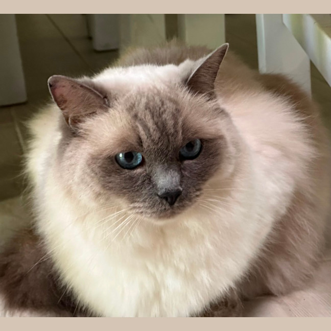 Photo of Princess 👑🌸