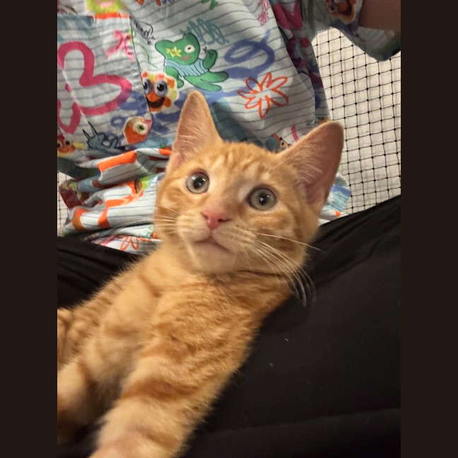Photo of Tom   Meet Me 10/10 Info In Bio