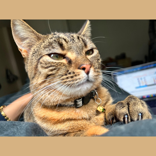 Photo of Patch