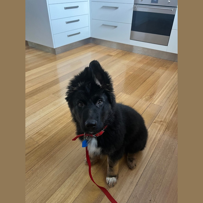Photo of Bear