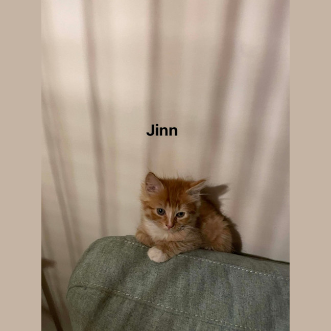 Photo of Jinn