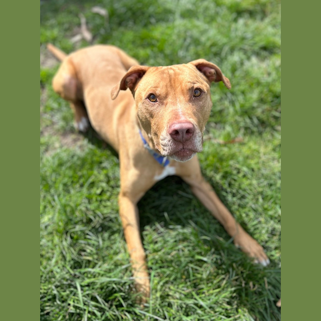 Photo of Romeo