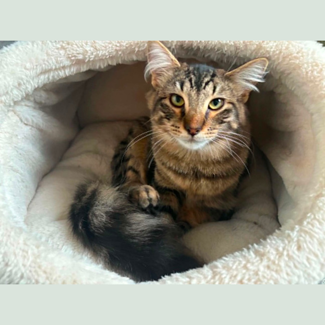 Photo of Heather *9 Lives Project Rescue*