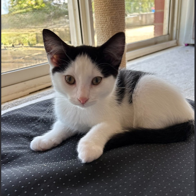 Photo of Oreo   Reduced Adoption Fee