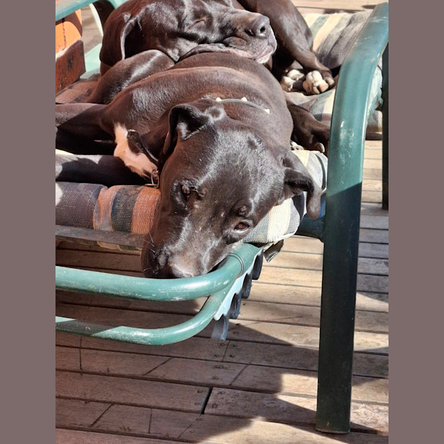 Photo of Superior Winston