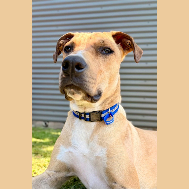 Photo of Timmy   1 Year Old Mastiff X
