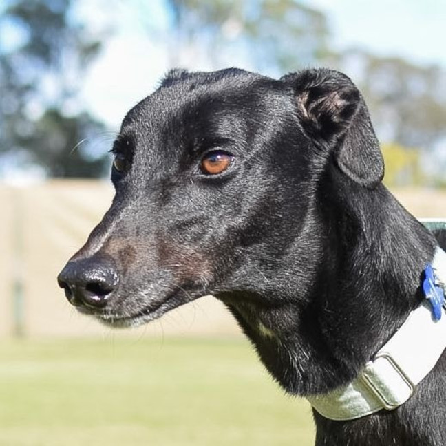 Photo of Warren The Greyhound