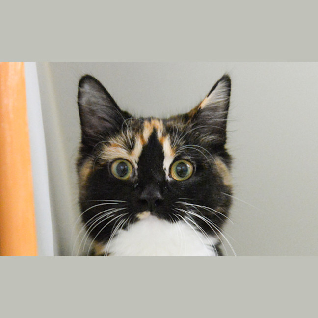 Photo of Luna