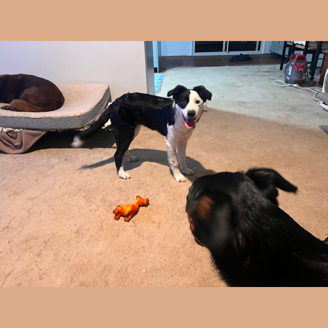 Photo of Coco   4 Month Old Border Collie