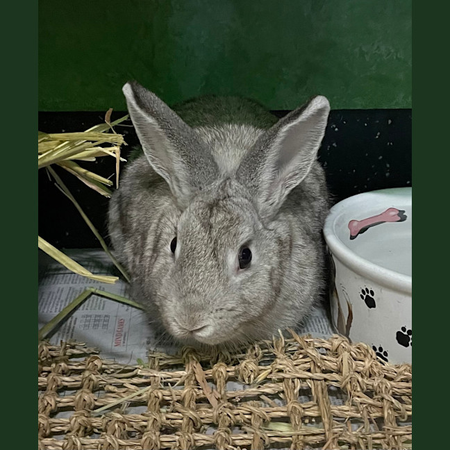 Photo of Jelly (Bonded With Peanut Butter)