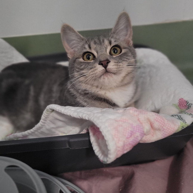 Photo of Kiki