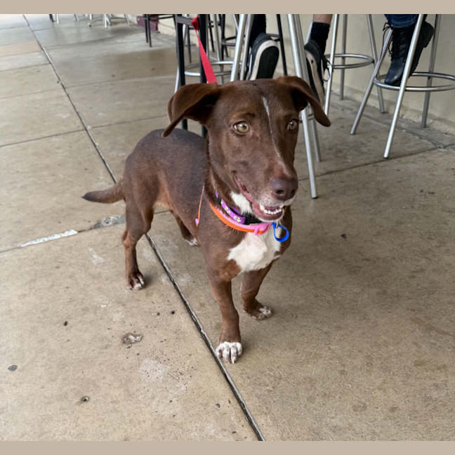 Photo of River   2 Year Old Dachshund X Kelpie