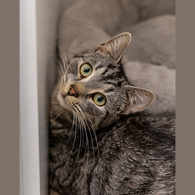 Photo of Bunny Rabbitt