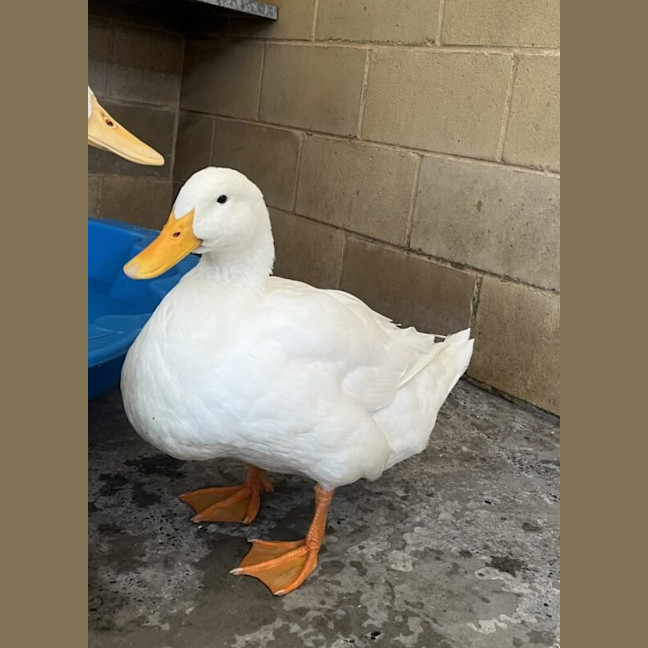 Photo of Marshmallow