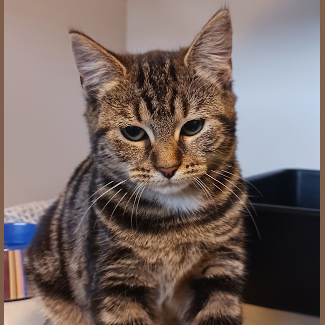 Photo of Rosie