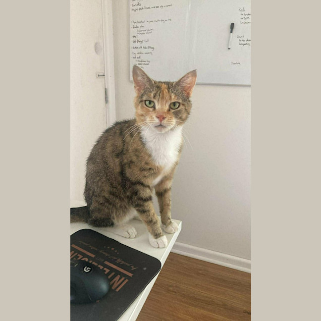 Photo of Marmalade