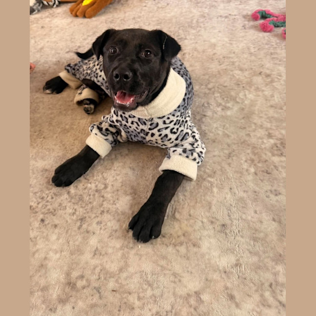 Photo of Bindi