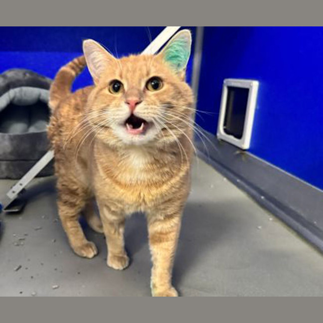 Photo of Pumpkin