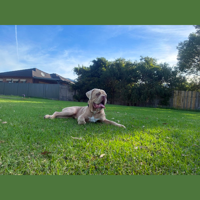Photo of Lloyd   2 Year Old Aussie Bulldog X