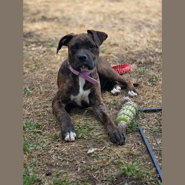 Photo of Willow