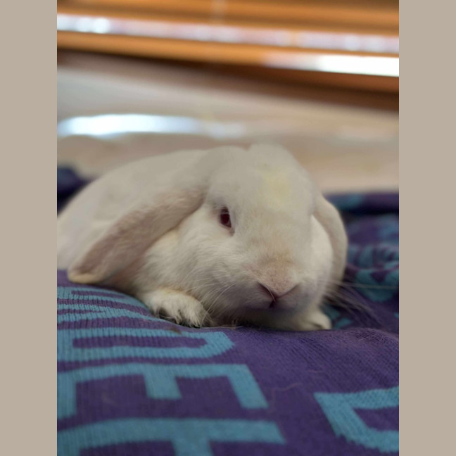 Photo of Dylan