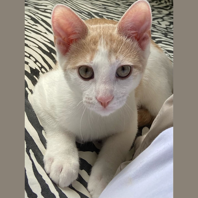 Photo of Peanut