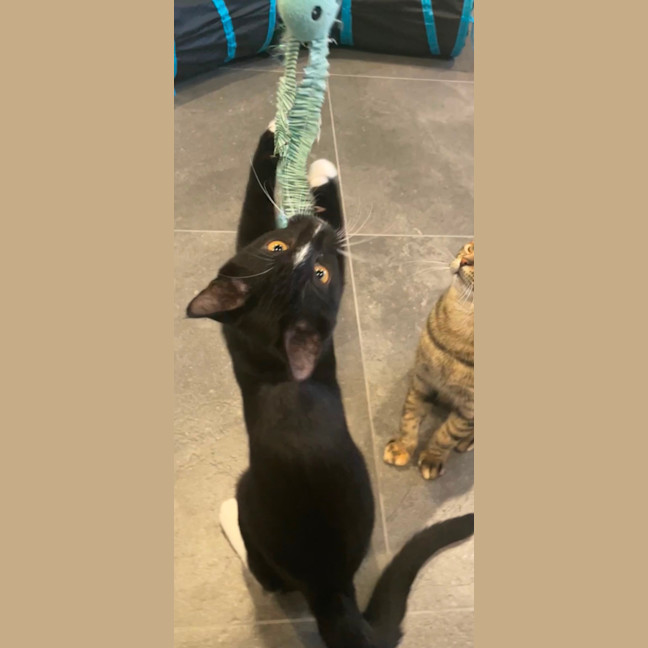 Photo of Sylverster & Gus