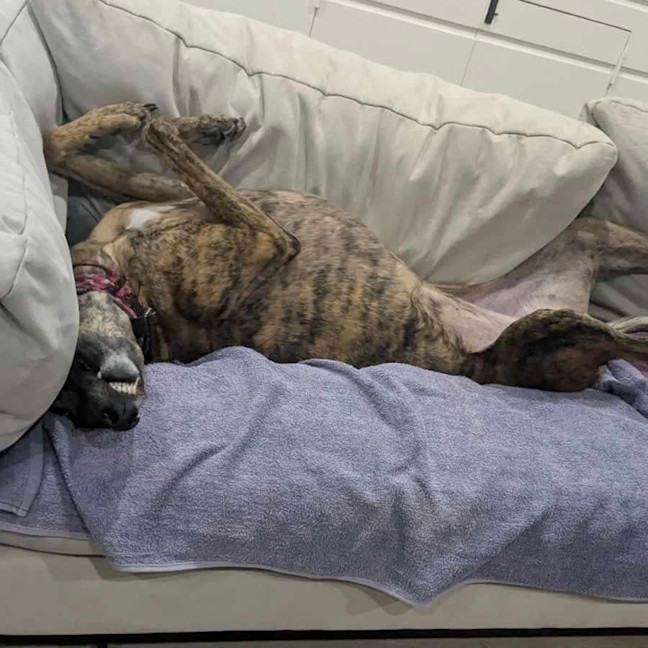 Photo of Lexi   Assisted Rehome ❤️🐶