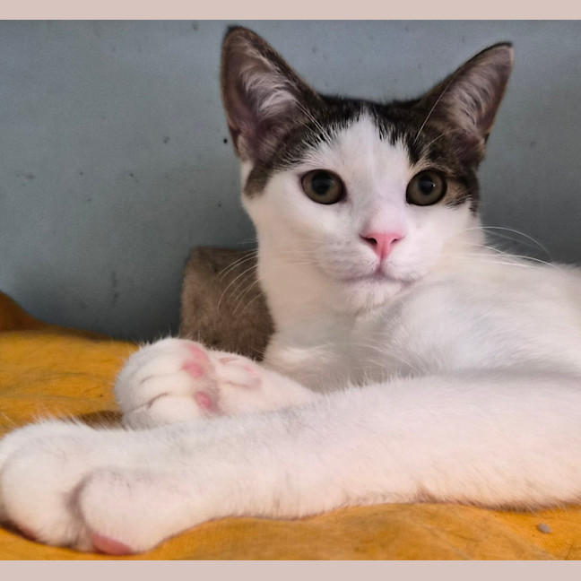 Photo of Whiskers