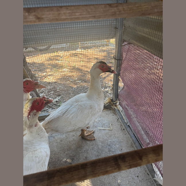 Photo of 3 Muscovy Ducks