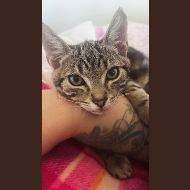 Photo of Romeo