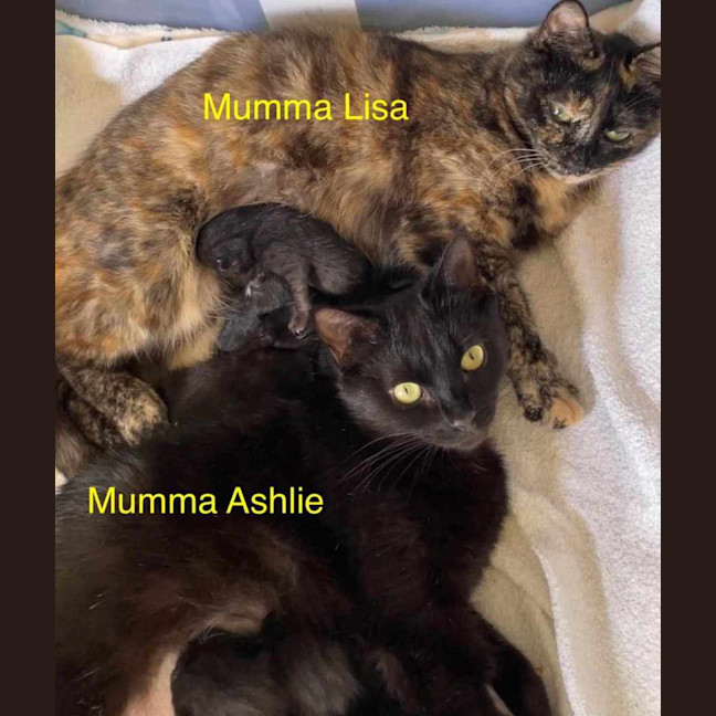 Photo of Ashlie & Lisa