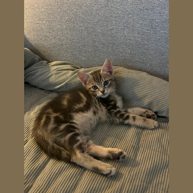 Photo of Kiwi And Berry