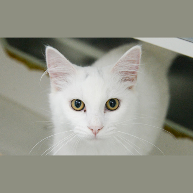 Photo of Marshmallow 