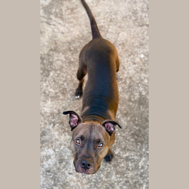 Photo of Bindi 