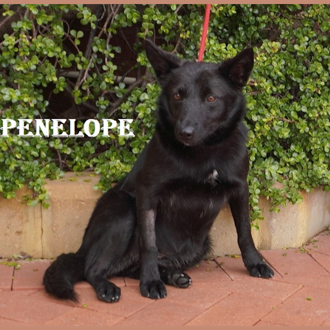 Photo of Penelope