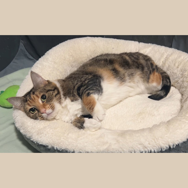 Photo of Penny