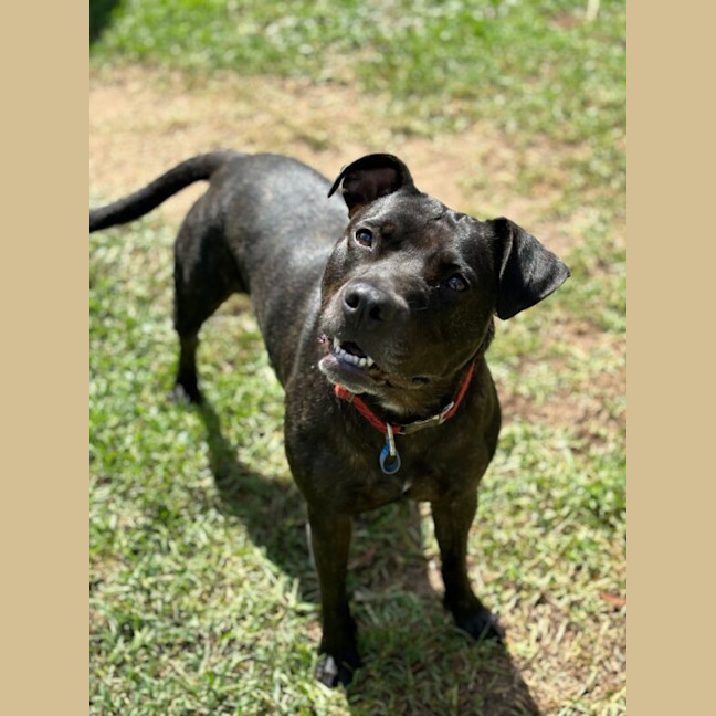 Photo of Koda