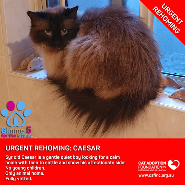 Photo of Caesar