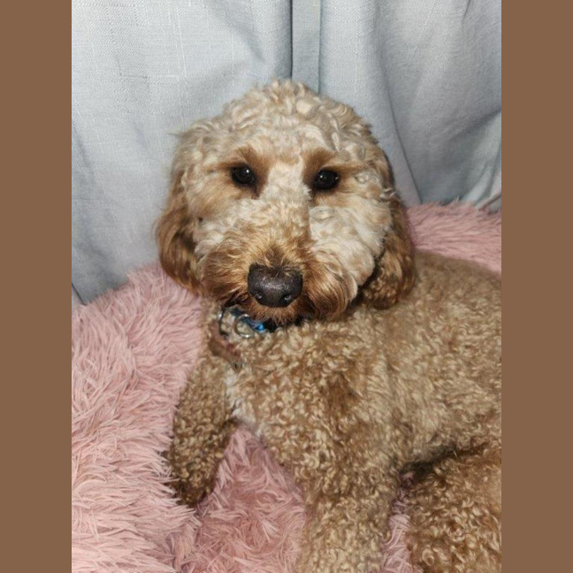 Photo of Caesar   1.5 Year Old Spoodle (Trial)