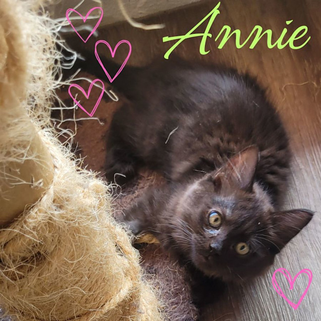 Photo of 💗 Annie 💗